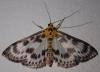 Anania hortulata